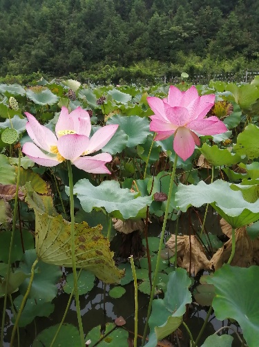 3044am永利集团官网